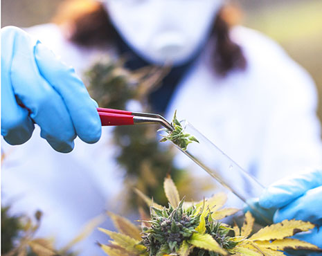 Young Woman Preparing Homeopathic Medicine from Marijuana